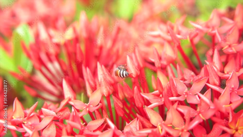 Bees are flying and eating pollen from ixora on a nature background. Bees are flying and eating pollen from ixora on a nature background.