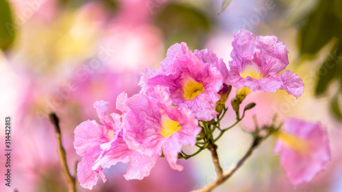 Pink trumpet or pink Tabebuia blossom, Pink trumpet tree is beautiful flower in Thailand, it's pink color and look like Sakura flower, it's good time to see it and feel relaxing... © Puchthanun