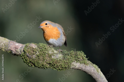 Between light and shadow, portrait of Red robin (Erithacus rubecula)