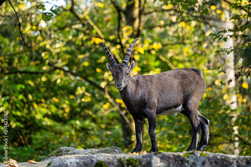 Male mountain ibex or capra ibex on a rock