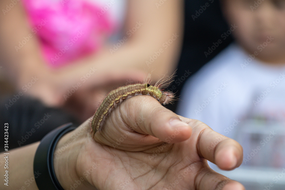 Selective focus close up Caterpillar on hand holding.