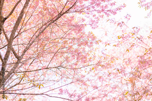 Wild Himalayan Cherry , Prunus cerasoides , Thailand Sakura Flower.