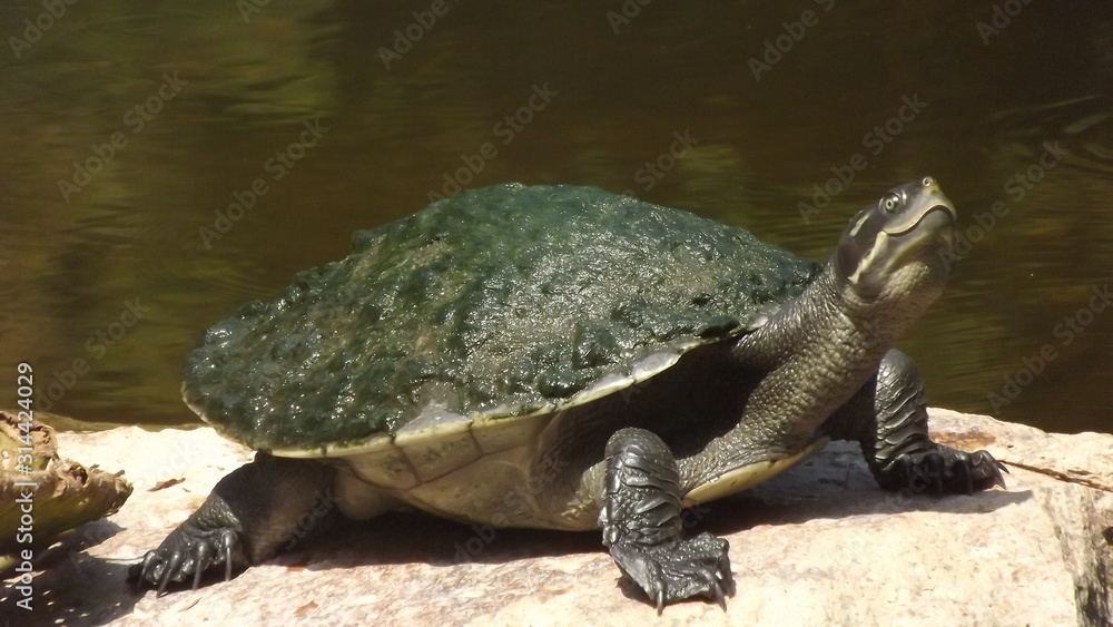 Obraz premium Turtle on Rock