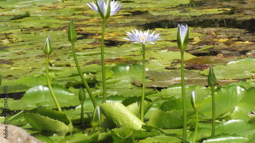 water Lilly