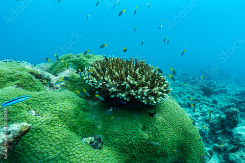 underwater scene with coral reef and fish; Sea in southern Thailand.