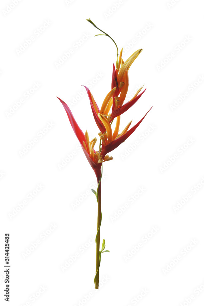 Fototapeta premium Strange, colorful and red flowers separated on a white background.
