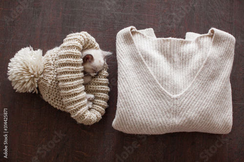 Fototapeta Naklejka Na Ścianę i Meble -  Kitten sleeping in knitted hat
