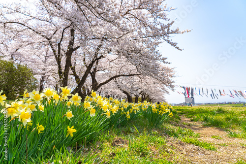 Kitakami Tenshochi Park cherry blossoms Matsuri festival in springtime season sunny day. visitors enjoy the beautiful full bloom pink sakura flowers. Iwate Prefecture, Japan photo