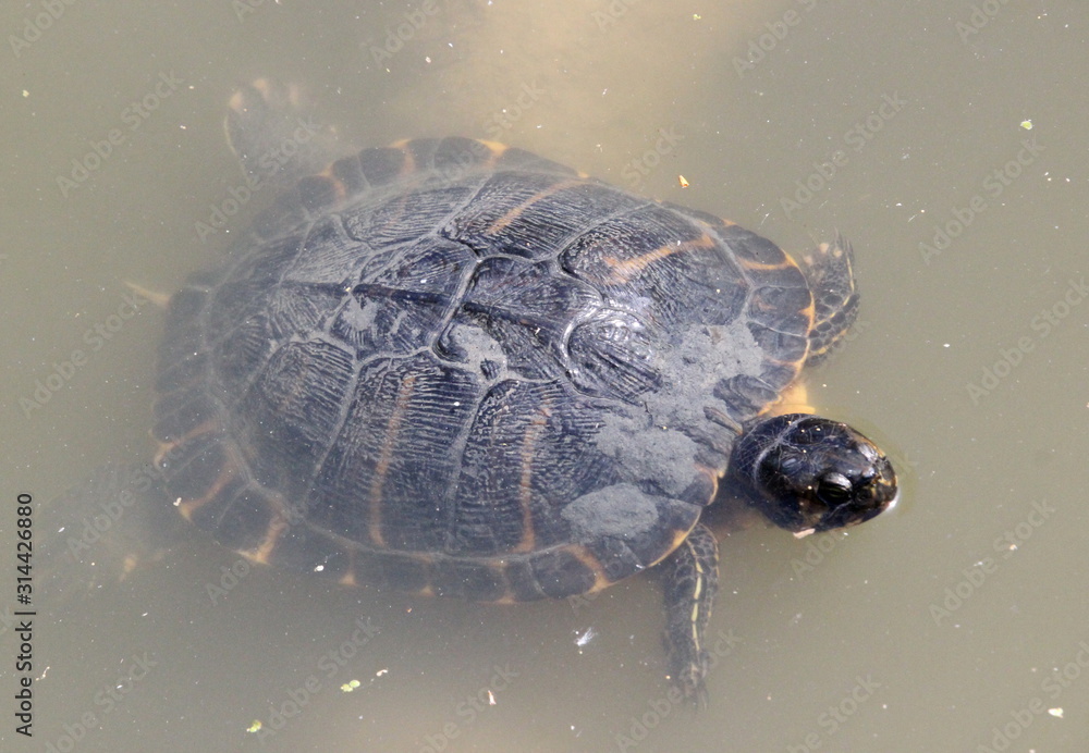 tortue cistude tortue cistude