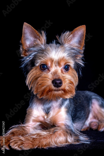 Yorkshire Terrier, dog pet, puppy beloved friend