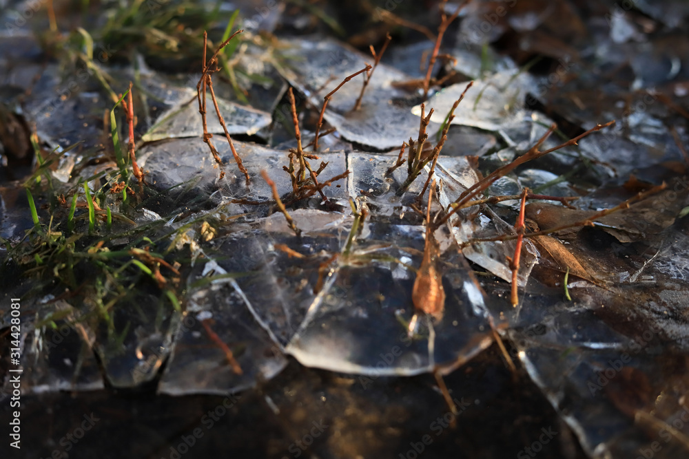 the grass in the cracked ice in the fall