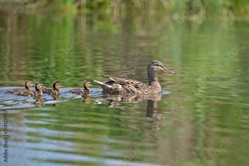 Billede på lærred Female mallard (Anas platyrhynchos) with young ducklings on the water