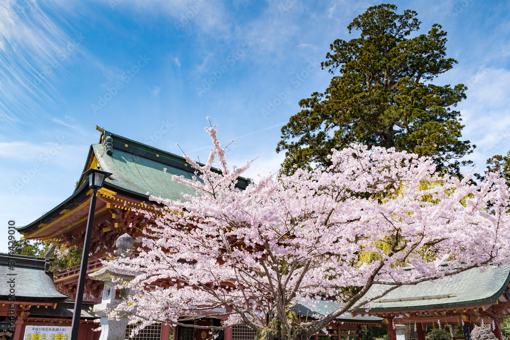 塩釜神社の桜