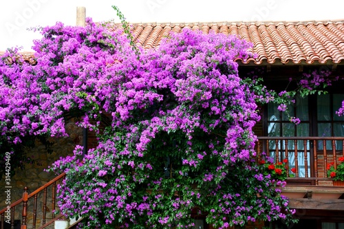 purple flowers decorating a house