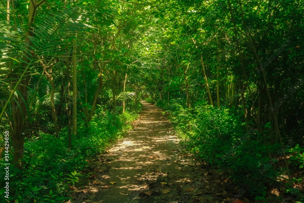 Obraz premium path in the forest
