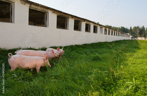 Photography Newborn piglets in the meadow