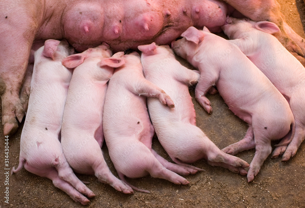 Newborn piglets feeding from mother pig in the farm. .Suckling piglets suckling a sow farm. Newborn piglets feeding from mother pig in the farm. .Suckling piglets suckling a sow farm.
