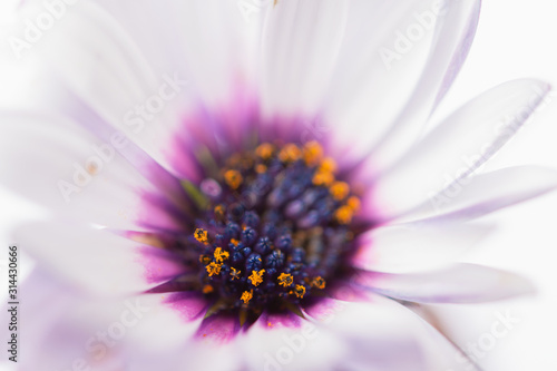 Osteospermum close up in white, yellow, purple colors on white, selective focus
