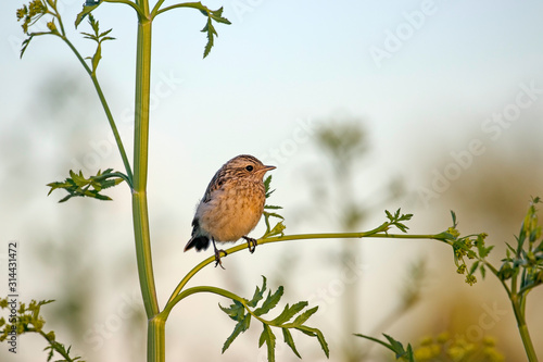 A young whinchat (Saxicola rubetra) sits on a grass branch