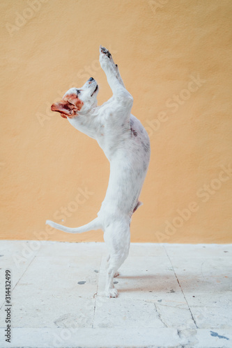 cute jack russel dog standing on two legs over yellow background. Cute dog asking for treats with paws photo