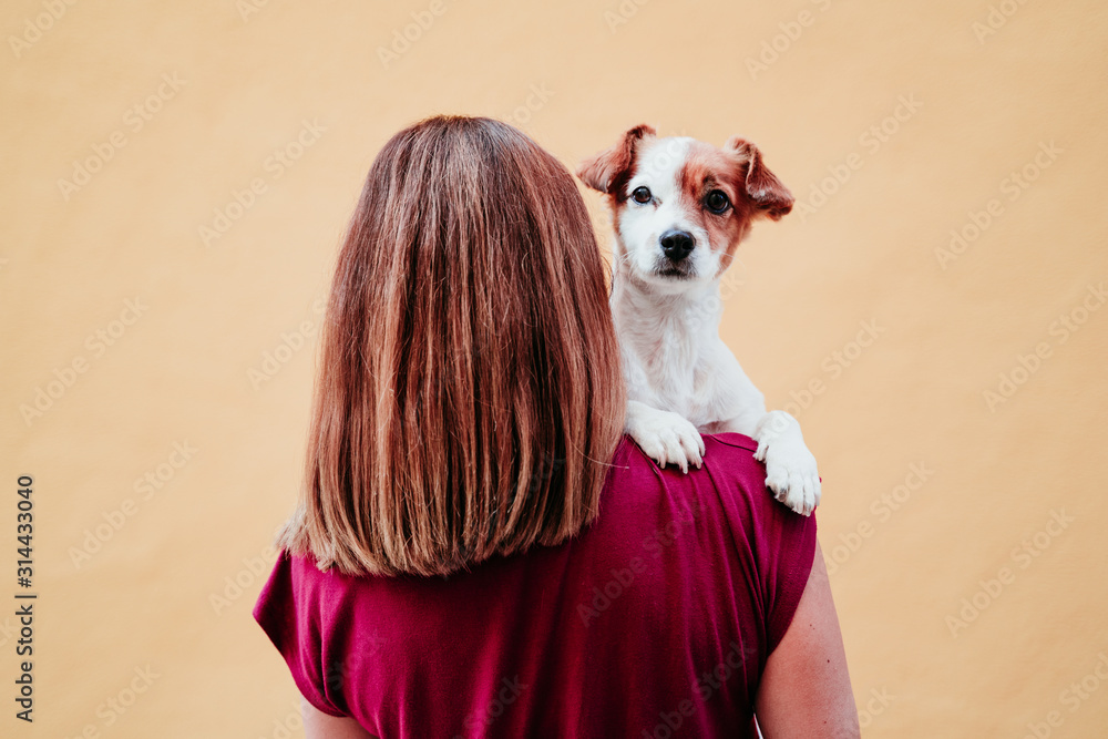 young woman holding cute small jack russell dog on shoulder. yellow wall background young woman holding cute small jack russell dog on shoulder. yellow wall background