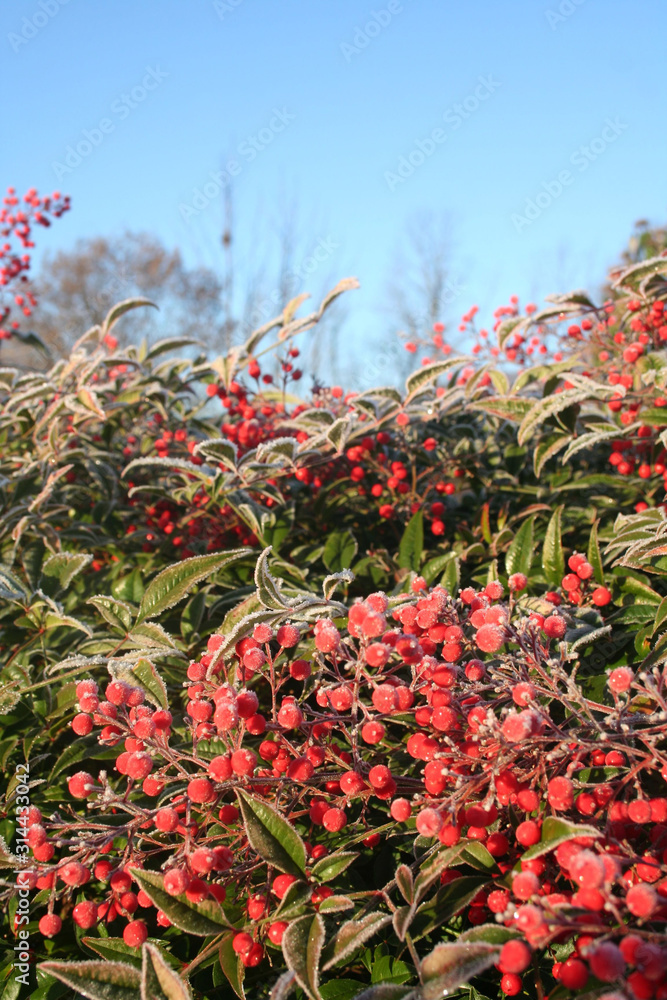 Heavenly bamboo bush with red berries covered with frost. Nandina domestica bush in winter in the garden Heavenly bamboo bush with red berries covered with frost. Nandina domestica bush in winter in the garden