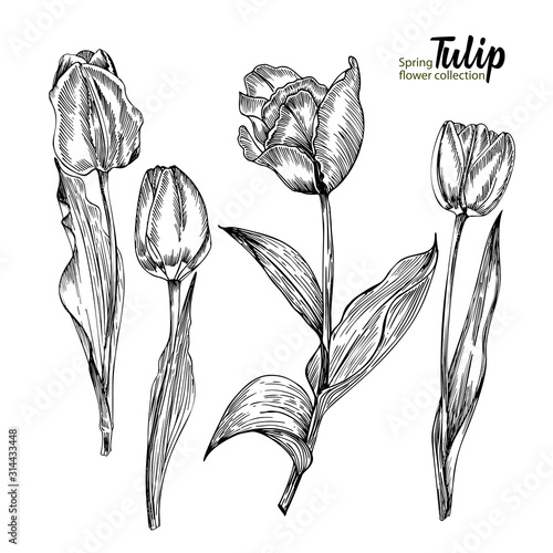 Spring flower bouquet of tulips on white background. Engraving drawing style Realistic botanical nature floral sketch pattern.