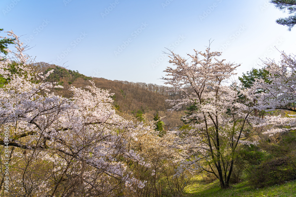 Michinoku Folklore Village in springtime season sunny day. Kitakami Tenshochi Park cherry blossoms Matsuri festival. Kitakami, Iwate Prefecture, Japan