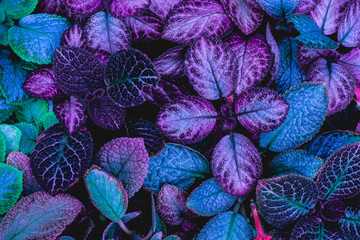 closeup nature view of green leaf in garden, dark wallpaper concept, nature background, tropical leaf