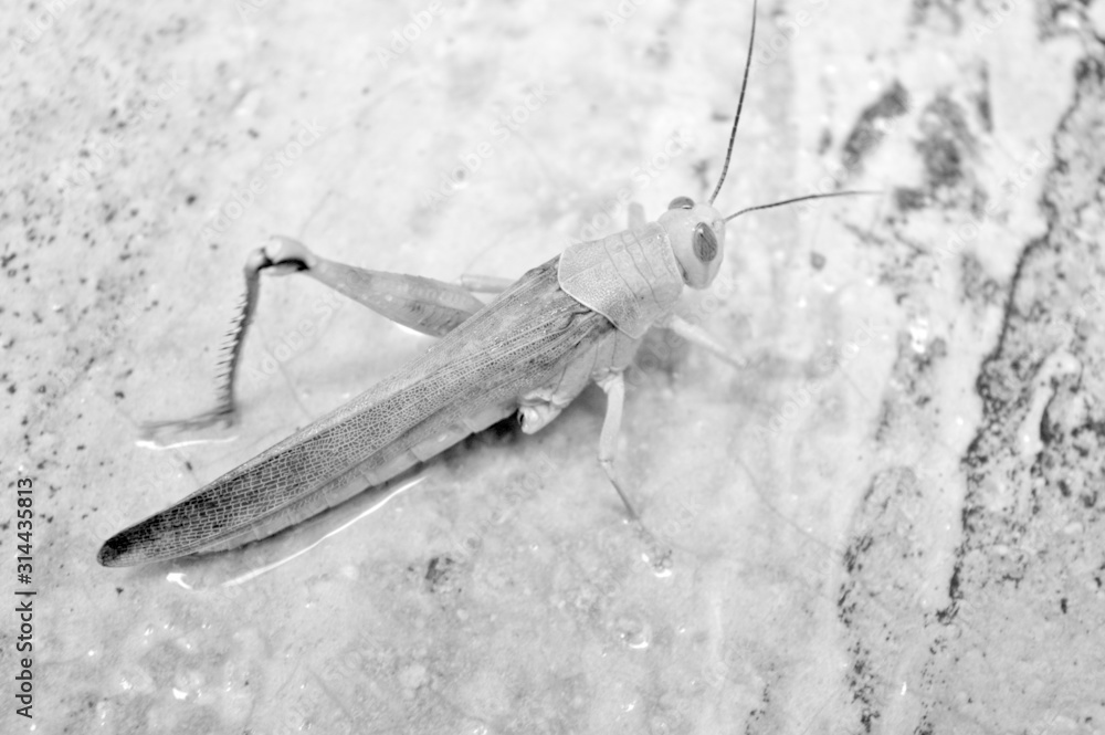 Obraz premium grasshopper