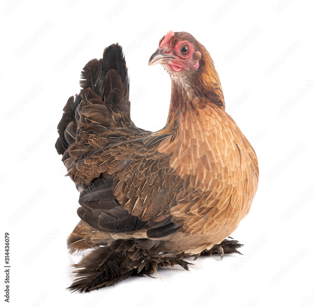 Fototapeta premium Booted Bantam in studio