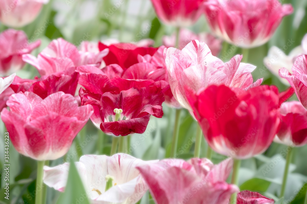 Beautiful Blooming Red and Pink Tulips in the garden 