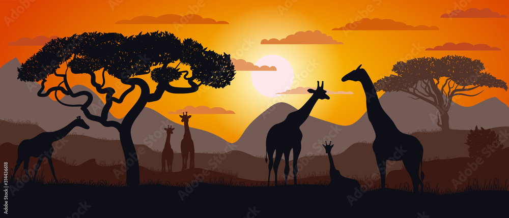 Silhouette of giraffes of the African savannah. Scenery. Africa. Bright ...