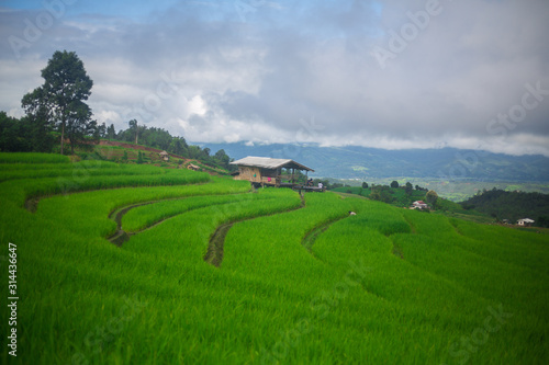 fresh green terrace paddy rice field over the mountain range and beautiful organics agriculture landscape travel in Chiang Mai, Thailand 