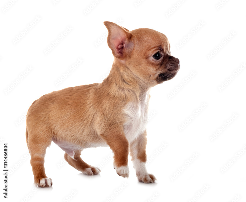 Obraz premium chihuahua in studio