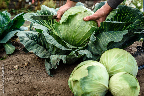 Fényképezés Female hands that harvest a cabbage growing in the garden.