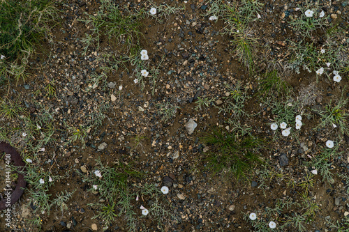 The texture of fine stone on the ground with grass and flowers. Background Image Macro Photography