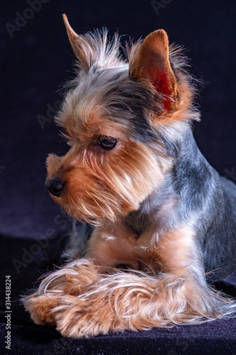 Yorkshire Terrier, dog pet, puppy beloved friend