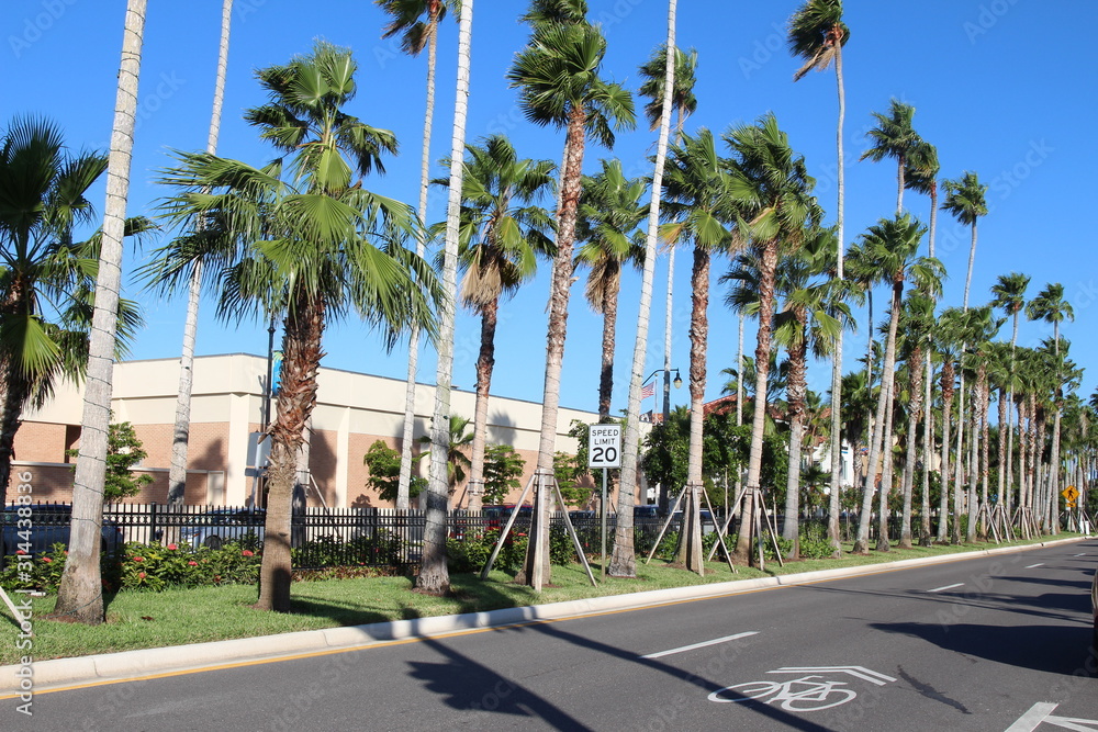 Empty city street with tall palm trees, Miami Avenue, Venice, Florida
