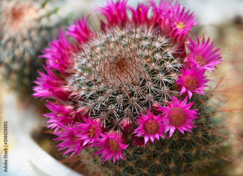 Mammilaria Kaktus mit rosa Blütenkranz nah photo