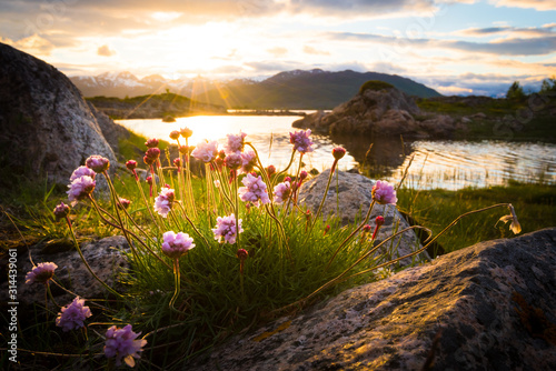 Fototapeta Naklejka Na Ścianę i Meble -  Flowers growing out of rock at a lake in front of a beautiful sunset in northern norway