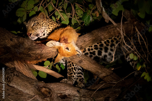 A leopard with its prey, a puku in a tree photo