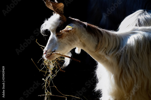 Il pranzo