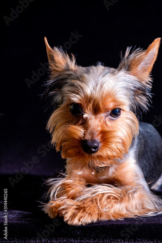Yorkshire Terrier, dog pet, puppy beloved friend