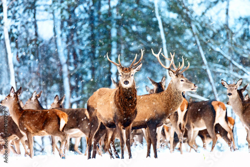 Artistic winter christmas nature image. Winter wildlife landscape with noble deers Cervus Elaphus. Many deers in winter.