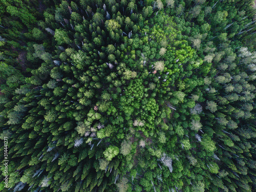 Drone view on green forest
