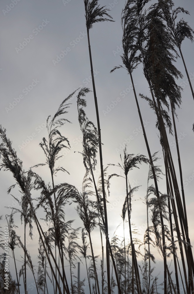 Obraz premium Dry reeds on a frozen snowy lake, dry inflorescences covered with hoarfrost and gray sky. Snowy wintertime cloudy day. Gray Background.