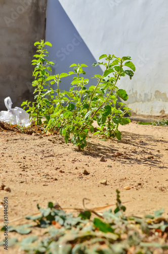 Tulsi or Tulasi or Holy basil is a sacred plant,Ayurvedic Tulsi plant polens and hairy stem which has medicinal values,basil green plants photo