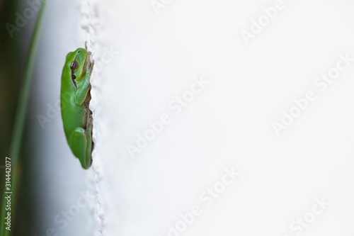 Ranita meridional (Hyla meridionalis) photo