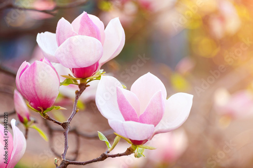 Magnolia pink blossom tree flowers, closeup branch, outdoor. Beautiful flowering, blooming tree - blossomed magnolia branches in spring